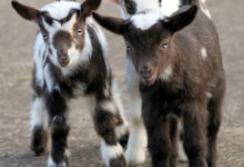 Минута отдыха Удивительно милые детеныши разных животных на снимках Животные 