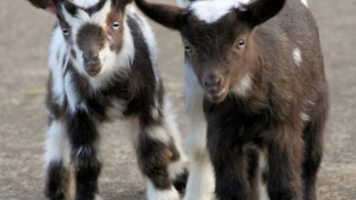 Минута отдыха Удивительно милые детеныши разных животных на снимках Животные  Минута отдыха Удивительно милые детеныши разных животных на снимках Животные