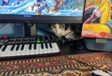 Минута отдыха Загадочные обитатели дома, придающие уют Животные 