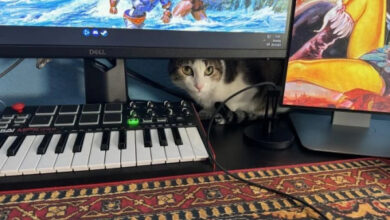 Минута отдыха Загадочные обитатели дома, придающие уют Животные 