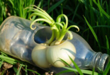 Минута отдыха Мини-теплица за 5 минут: как пластиковые бутылки спасут ваш урожай Интересное 