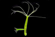 Минута отдыха Почему люди не размножаются почкованием? Интересное 