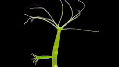 Минута отдыха Почему люди не размножаются почкованием? Интересное  Минута отдыха Почему люди не размножаются почкованием? Интересное