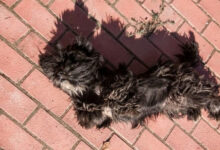 Минута отдыха Какой цвет ошейника выбрать для собаки: нельзя покупать первый попавшийся  Животные 