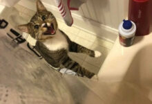 Минута отдыха Фотографии про абсурдную логику домашних животных Животные 