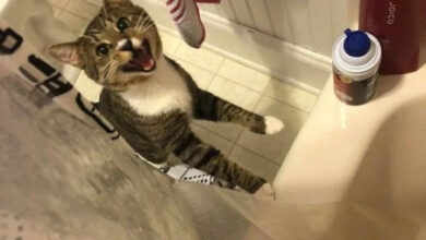 Минута отдыха Фотографии про абсурдную логику домашних животных Животные 