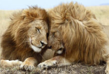 Минута отдыха Дружат ли львы между собой? Интересное 