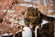 Минута отдыха Полные радости коты пробуют снег и зиму на вкус Животные 