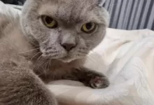 Минута отдыха Как правильно использовать ошейник от блох: если инструкция отсутствует  Животные 