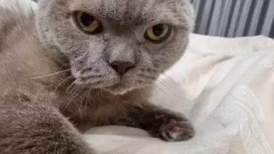 Минута отдыха Как правильно использовать ошейник от блох: если инструкция отсутствует  Животные  Минута отдыха Как правильно использовать ошейник от блох: если инструкция отсутствует  Животные