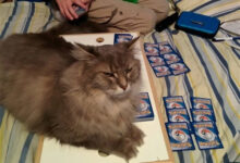 Минута отдыха Когда животные дурачатся и устраивают настоящий переполох Животные 