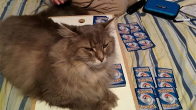 Минута отдыха Когда животные дурачатся и устраивают настоящий переполох Животные 