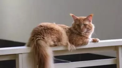 Минута отдыха Что сделать, чтобы кошка полюбила расческу: заодно сэкономите на профессиональном груминге  Животные 