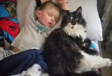 Минута отдыха Примеры удивительной доброты и преданности от котиков Животные 