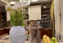 Минута отдыха Кот разбил вазу? Не ругайте его: вот что на самом деле скрывает эта «месть» Животные 