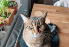 Минута отдыха Кошачья актёрская игра или глубина драматизма Животные 