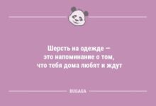 Минута отдыха Анекдоты в конце недели: «Шерсть на одежде — это…» (10 шт) Анекдоты 