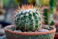 Минута отдыха Зачем кактусу колючки? Интересное 