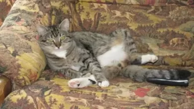 Минута отдыха Чем обработать диван, чтобы кошка перестала точить об него когти: нужен сок популярного фрукта Животные  Минута отдыха Чем обработать диван, чтобы кошка перестала точить об него когти: нужен сок популярного фрукта Животные