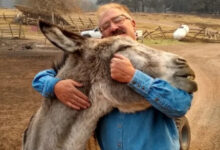 Минута отдыха Милые животные наполняют нас теплом на снимках Животные 