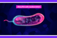 Минута отдыха Какая самая необычная форма жизни на Земле? Интересное 