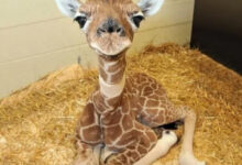 Минута отдыха Очаровательные малыши животных, которые вызывают улыбку Животные 