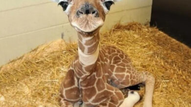 Минута отдыха Очаровательные малыши животных, которые вызывают улыбку Животные  Минута отдыха Очаровательные малыши животных, которые вызывают улыбку Животные