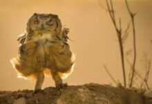 Минута отдыха Забавные животные, которые нарушают все каноны Животные 