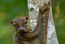 Минута отдыха Очарование диких животных из разных стран Животные 