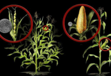Минута отдыха Почему кукуруза не размножается в дикой природе? Интересное 