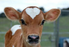 Минута отдыха Милые животные с уникальной природной расцветкой Животные 