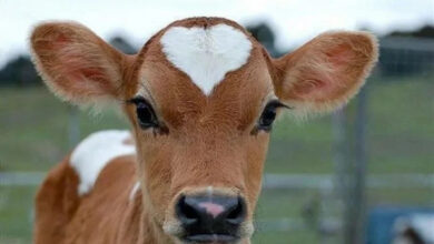 Минута отдыха Милые животные с уникальной природной расцветкой Животные  Минута отдыха Милые животные с уникальной природной расцветкой Животные