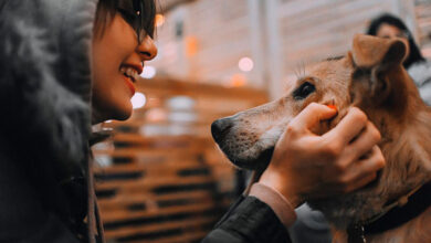 Минута отдыха Как помочь приюту для животных Полезности 