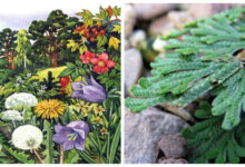 Минута отдыха 5 удивительных растений нашей планеты - живых загадок природы Интересное 