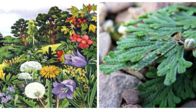 Минута отдыха 5 удивительных растений нашей планеты - живых загадок природы Интересное  Минута отдыха 5 удивительных растений нашей планеты - живых загадок природы Интересное