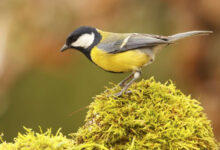 Минута отдыха Писают ли птицы? Интересное 