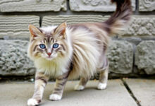 Минута отдыха Что делать, если кошка ушла из дома? Приметы и реальные причины Интересное 