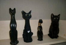 Минута отдыха Пушистые котики, которые освоили мастерство маскировки Животные 