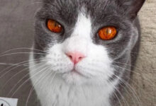 Минута отдыха Котики проводят сеансы терапии спокойствия одним своим видом Животные 