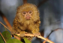 Минута отдыха Максимально очаровательные карликовые виды животных, в которых трудно поверить Животные 