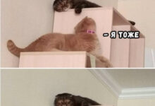 Минута отдыха Мем №1519364 Анекдоты 