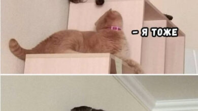 Минута отдыха Мем №1519364 Анекдоты 