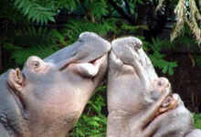 Минута отдыха Нежные объятия братьев наших меньших на снимках Животные 