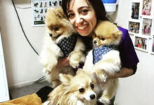 Минута отдыха Позитивные ветеринары и впечатляющие результаты их работы Животные 