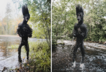 Минута отдыха Водяная собака: особая порода, созданная для воды Интересное 