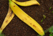 Минута отдыха Банановая кожура для огорода: 9 неожиданных способов повысить урожайность Интересное 