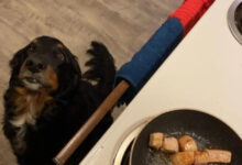 Минута отдыха Смешные ситуации, когда питомцы требуют еду Животные 