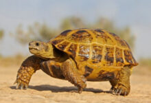 Минута отдыха Все ли черепахи - долгожители? Интересное 