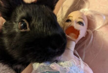 Минута отдыха Очаровательные и вредные домашние кролики на снимках Животные 