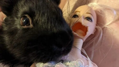 Минута отдыха Очаровательные и вредные домашние кролики на снимках Животные  Минута отдыха Очаровательные и вредные домашние кролики на снимках Животные